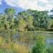 Sustainable practices in business and the community help protect and conserve the natural environment like Castlereagh Swamp Woodland in Western Sydney