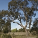 Paddy's River Box (Eucalyptus macarthurii), threatened species, Cecil Hoskins Nature Reserve