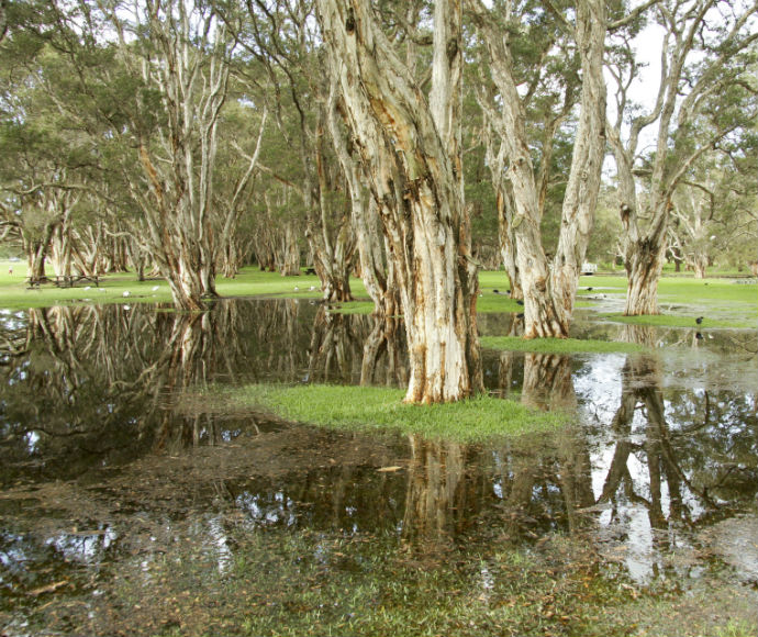 Wetland, Centennial Park Sydney, benefited from an Restoration and Rehabilitation Grant – Heritage Stream - in 2014
