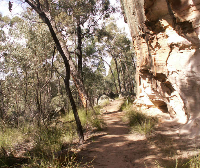 Dandry Gorge Aboriginal Area, Pilliga Forest