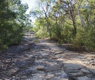 The rocky road and gum tree lined Old Great North Road in Dharug National Park