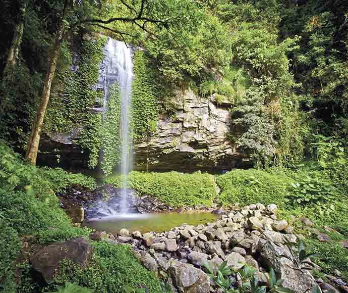 Crystal Shower Falls in Dorrigo National Park. Crystal Shower Falls rainforest area is of great importance to the Gumbaynggirr people. Gondwana Rainforests of Australia World Heritage Area Dorrigo National Park