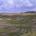 Themeda grassland on seacliffs and coastal headlands, Eurobodalla National Park