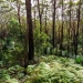 Iron bark gum trees, tree ferns, grass trees and palms are scattered throughout the forest in Hat Head National Park