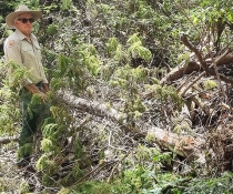 NPWS Ranger Martin Smith with destroyed trees