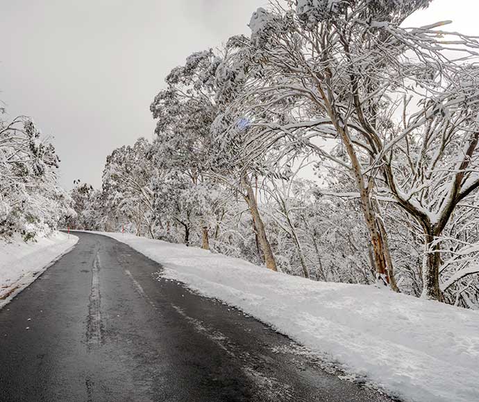 Eucalyptus pauciflora (White sally) Snow gums, road to Cabramurra, Kosciuszko National Park