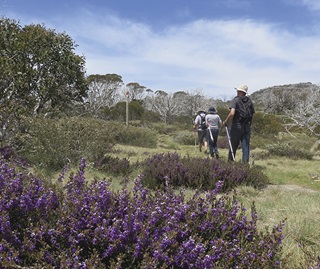 Walkers on Porcupine track with purple wildlflowers in the foreground, Perisher, Kosciuszko National Park
