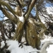 Broad-toothed rat (Mastacomys fuscus) habitat beneath snow gum tree (Eucalyptus pauciflora), Kosciuszko National Park