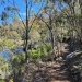 A narrow dirt path shaded by slender gums along the bank of a river with thick brush and boulders by the path