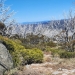 A densely shrubbed and rocky high vantage point overlooking green valleys and distant blue mountains through a net of long, white, gnarled bare trees.