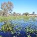 Environmental water in the Macquarie Marshes