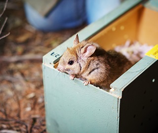 Greater stick nest rat (Leporillus conditor) is released into the safety of a feral predator-free exclosure at Mallee Cliffs National Park