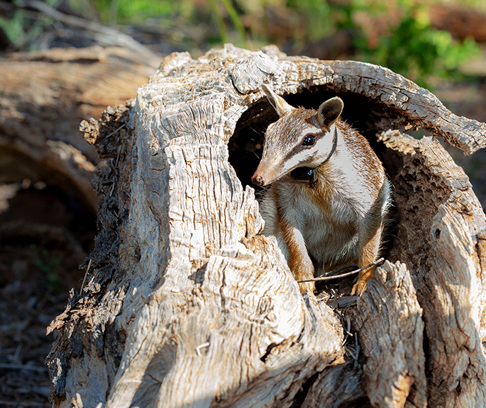 ‘Well hollow there!' A reintroduced male numbat sports a radio-tracking collar, enabling ecologists to track his movements over the first 3 months of his new life at Mallee Cliffs