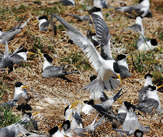 Crested terns Sterna bergii, nesting site on Montague Island Nature Reserve