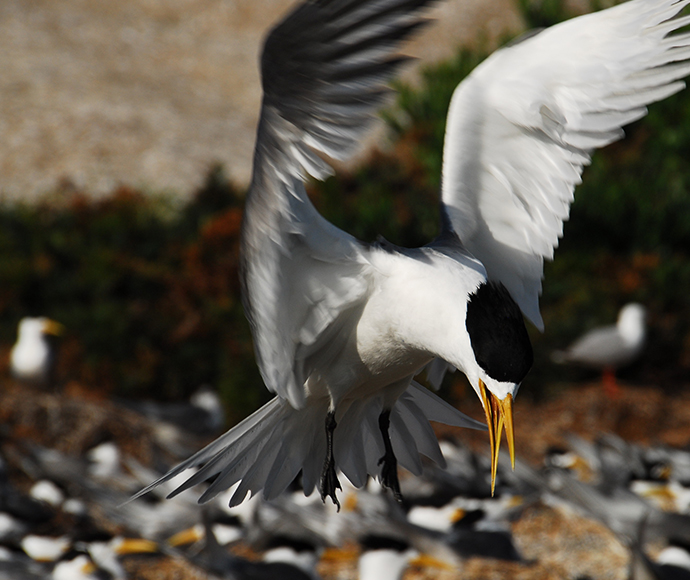 Crested terns, Montague Island Nature Reserve