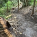 A narrow dirt trail goes through lush vegetation past a chamfered log