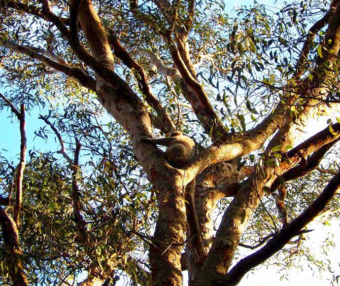 Koala at Wapengo in an area adjoining the Murrah Flora Reserves