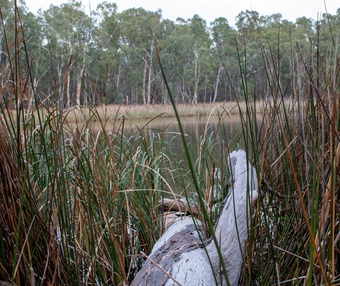 Nine Panel Lagoon, Murray Valley National Park