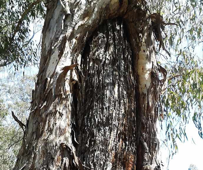 Scarred tree on Gulpa Creek, Murray Valley National Park, Southern NSW.