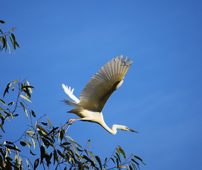 Egret takes flight in Millewa Forest