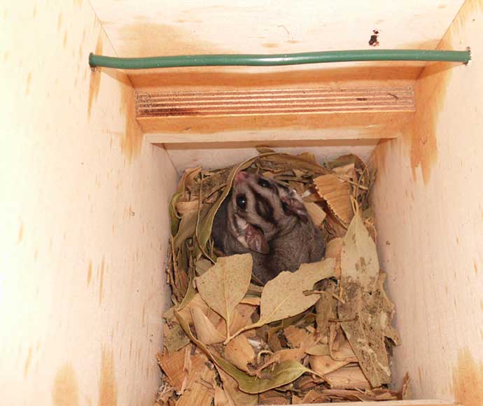Nesting boxes provide homes for mammals, benefiting powerful owls Oxley Wild Rivers National Park, near Walcha