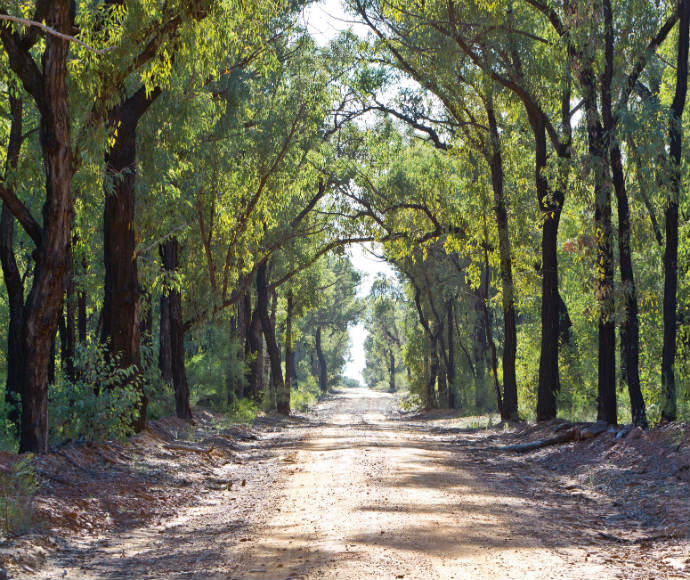 Pilliga Nature Reserve,  Eucalyptus Gum and White Cyprus Pine forest 