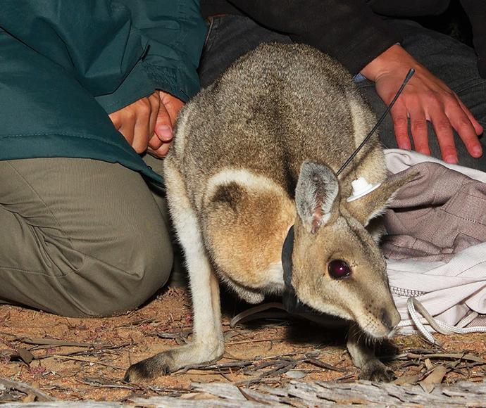 Bridled nail-tail wallaby (Onychogalea fraenata) released into Pilliga State Conservation Area