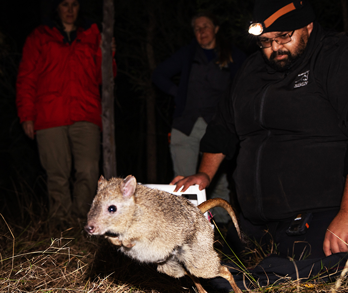 A brush-tailed bettong (Bettongia penicillata) bounds into its new home in the Pilliga 