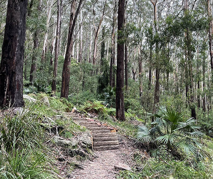 Forest Track with new steps nestled carefully into the hill