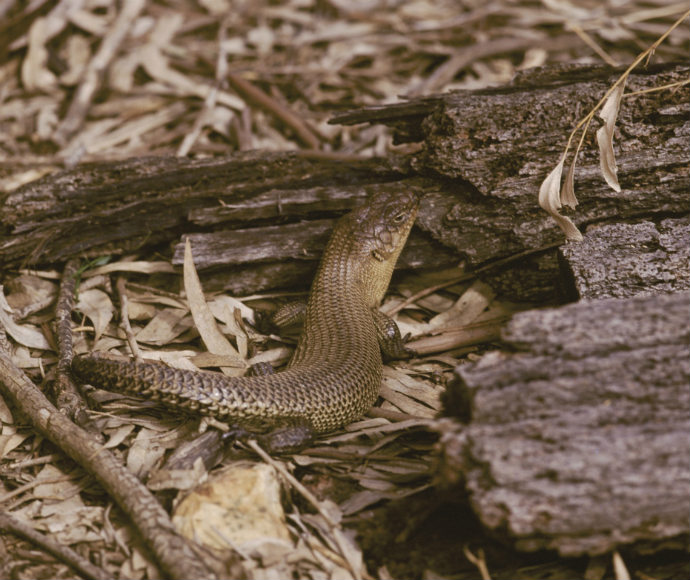 Cunninghams skink (Egernia cunninghami), protected species within national parks and nature reserves