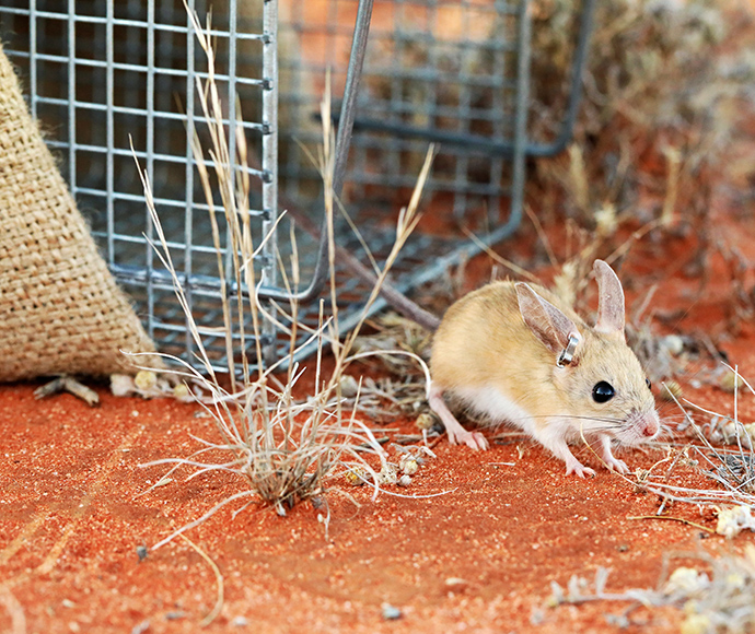 Locals benefit from feral predator-free areas too. This threatened dusky hopping mouse (Notomys fuscus) is a resident of Sturt National Park. With cats and foxes removed it is now living its best feral predator-free life