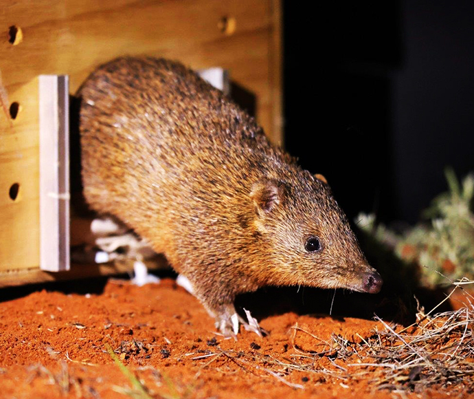 Golden bandicoot (Isoodon auratus) being returned to the arid desert landscape of Sturt National Park after a long absence 