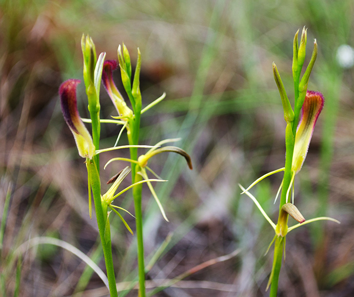 Leafless Tongue Orchid (Cryptostylis Hunteriana)