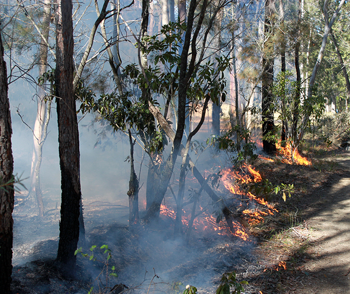 Cultural burn at Triplarina Nature Reserve in Nowra