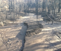 Photograph of a burnt patch of forest and what may formerly have been a creek but is now full of mud, with very slender trees and an uneven soil with nothing green growing in it, no shrubs or shoots.