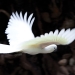 Sulphur crested white cockatoo Cacatua galerita in flight Warrumbungle National Park 