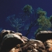 Looking toward sky at rocks and tree, Weddin Mountains National Park