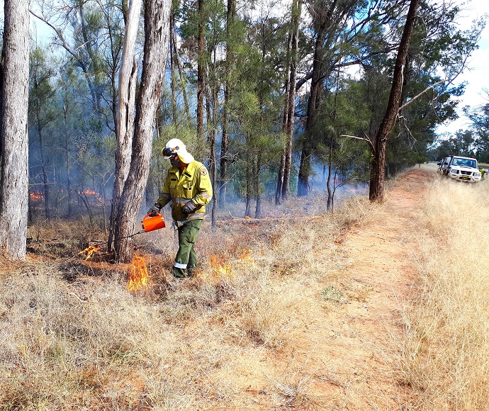 Person from National Parks and Wildlife Service starts a controlled burn at the base of a tree. Vehicle is in the far background.