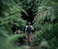 Man walking along path through large ferns