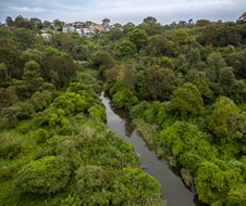 Aerial view of  a creek through the lush greenery of Wolli Creek Regional Park with Sydney homes in the background