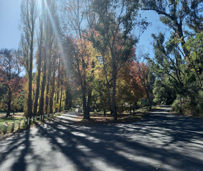 A shaded road fringed by poplars and trees in autumn colours.