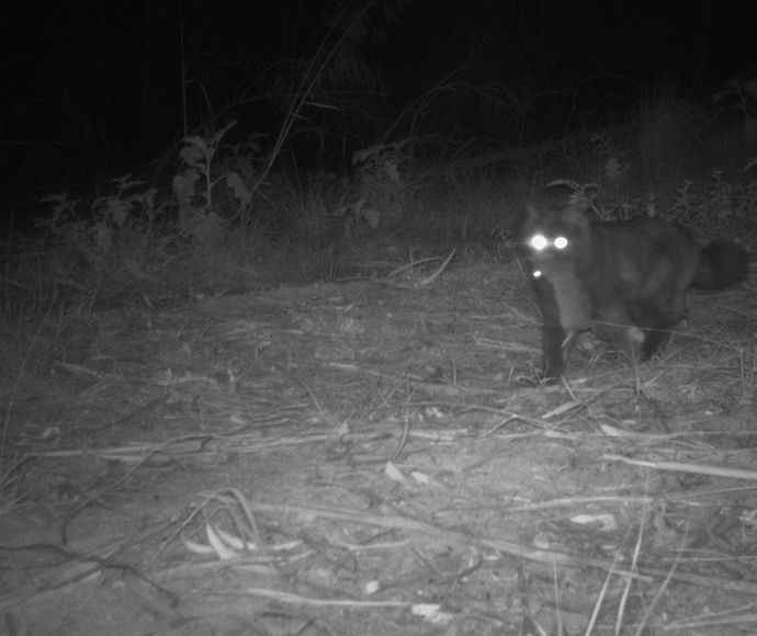 Cat (Felis catus) with probable small native animal in mouth from sensor camera