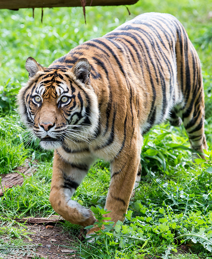 Tiger at Taronga Park Zoo