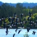 Black winged stilts (Himantopus himantopus) flying over a rehabilitated wetland near Ballina, NSW