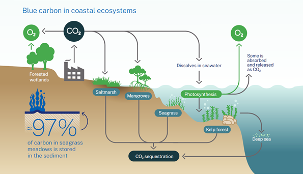 Blue carbon in coastal ecosystems