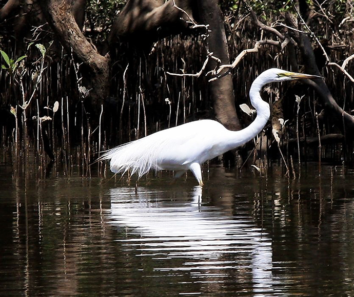 Great Egret (Ardea alba) mangroves