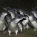 Little penguins (Eudyptula minor) on the march