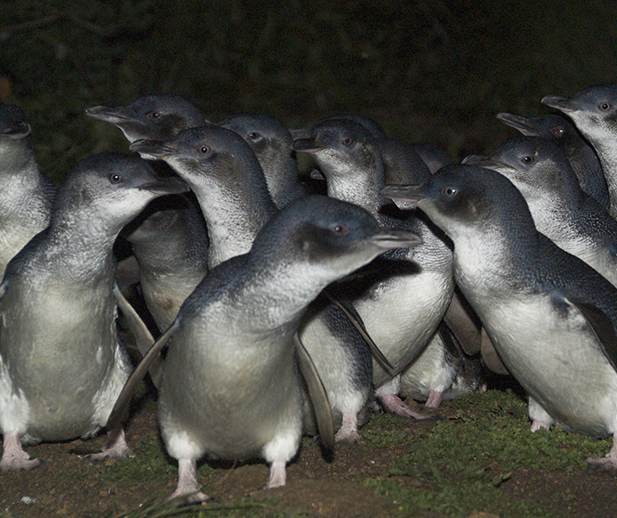 Little penguins (Eudyptula minor) on the march