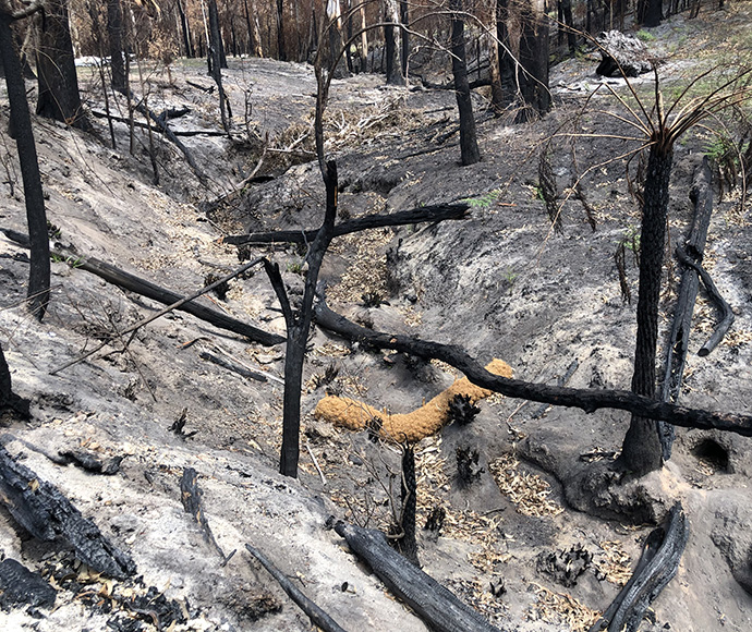 Burnt creek in the Wonboyn catchment early 2020. 