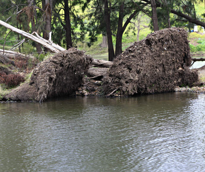 Flood damaged trees, Nepean River